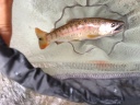 富山県 八尾 別荘川 アマゴ